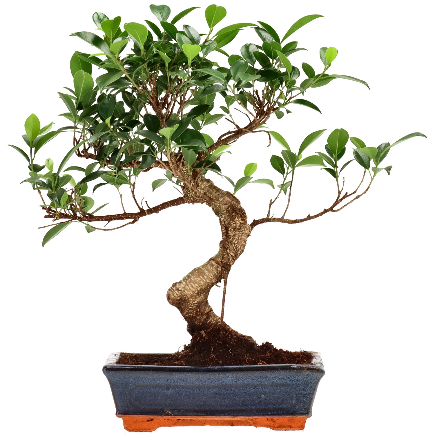 Ficus Retusa, env. 12 ans (38 cm)