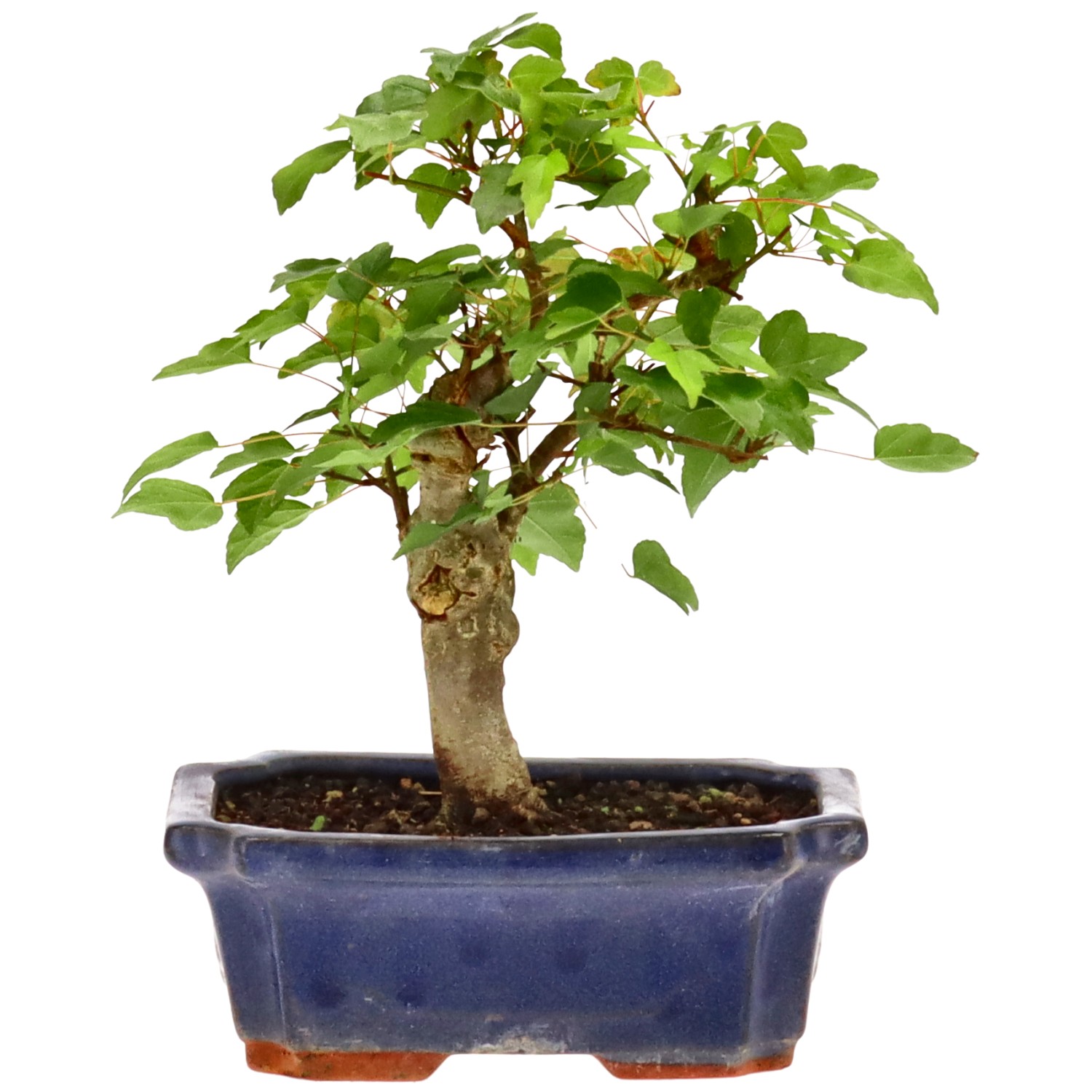 Érable trident, env. 9 ans (20 cm)