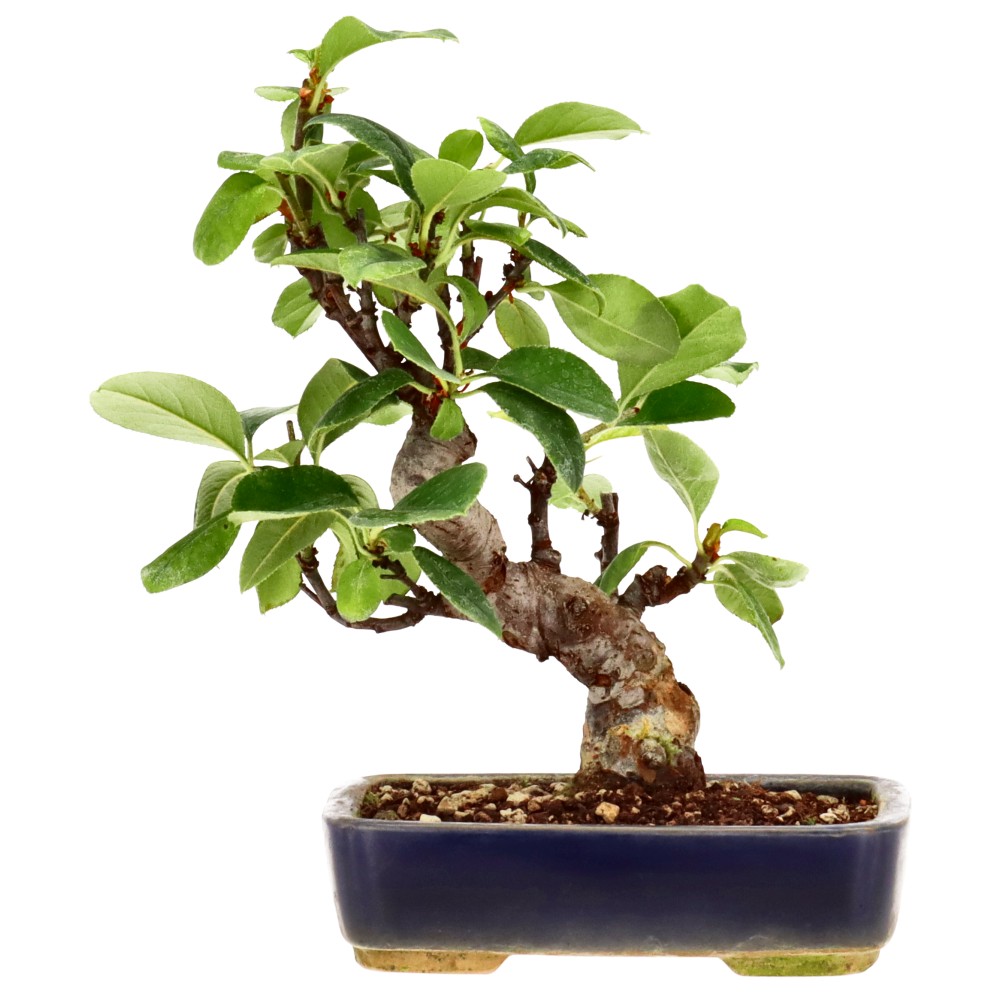 bonsai.fallbackImageTitle bonsai.fallbackImageTitle