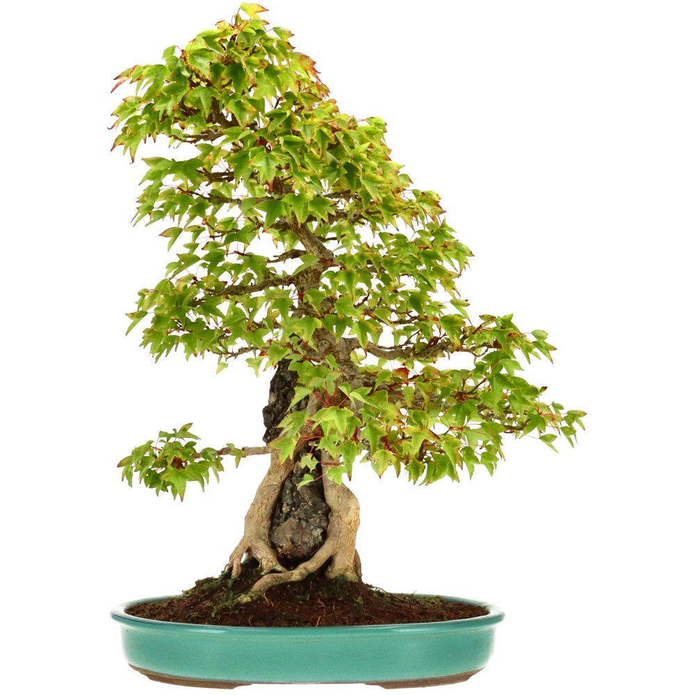 Slider Bild Slider Bild