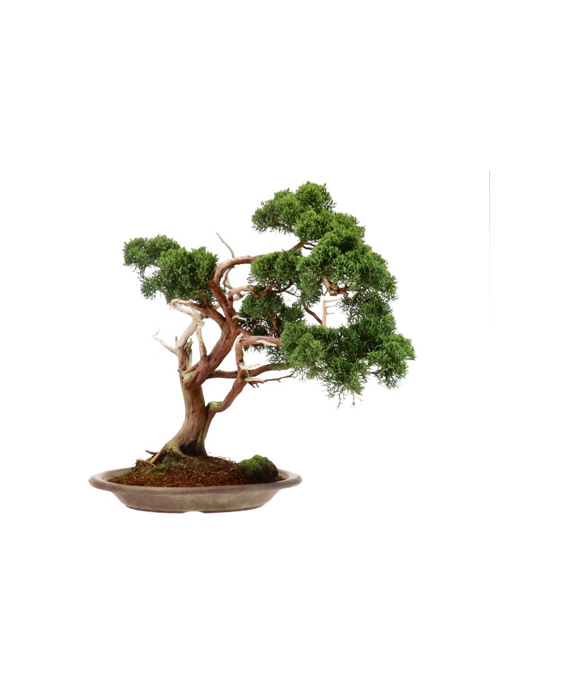bonsai.fallbackImageTitle bonsai.fallbackImageTitle
