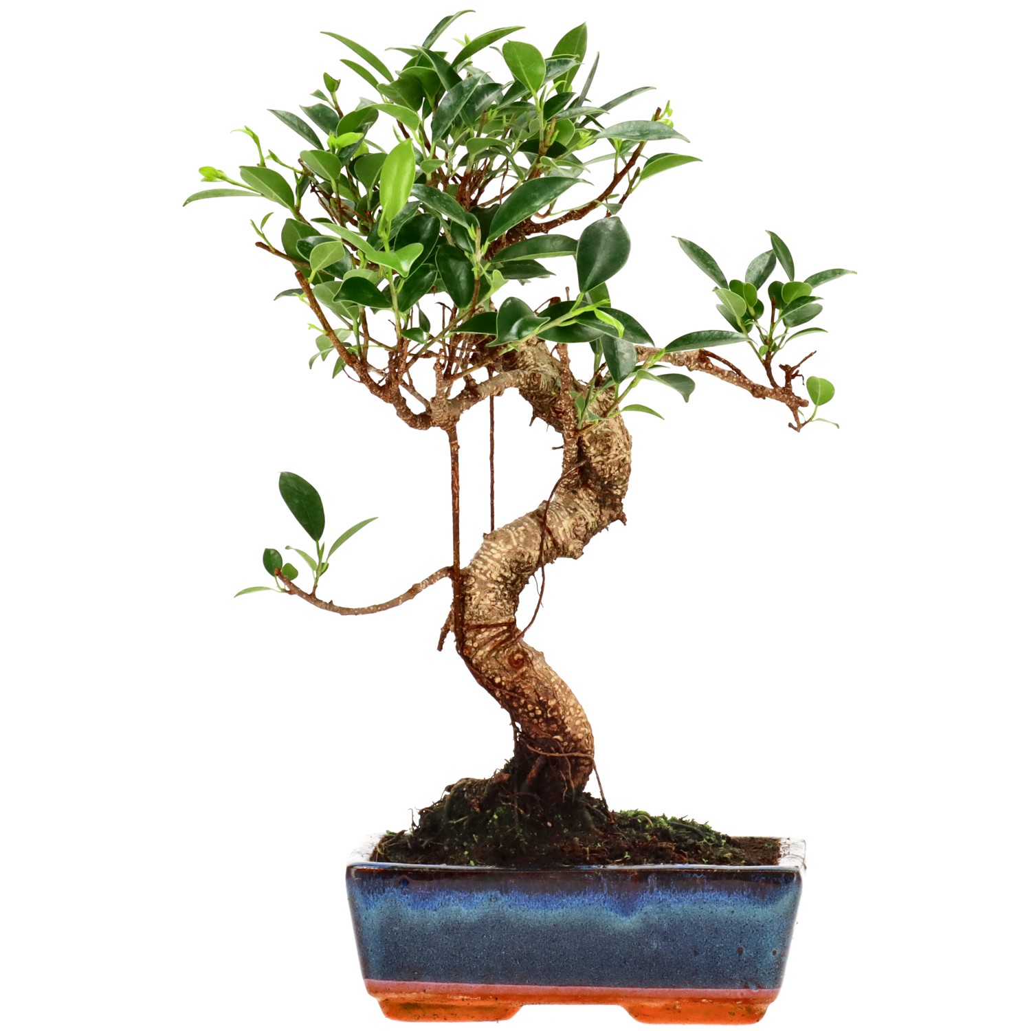 Ficus Retusa, ca. 9 anni (33 cm)