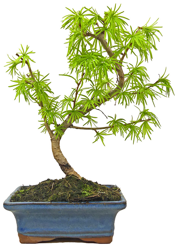 [N011] Goldlärche, ca. 7 Jahre