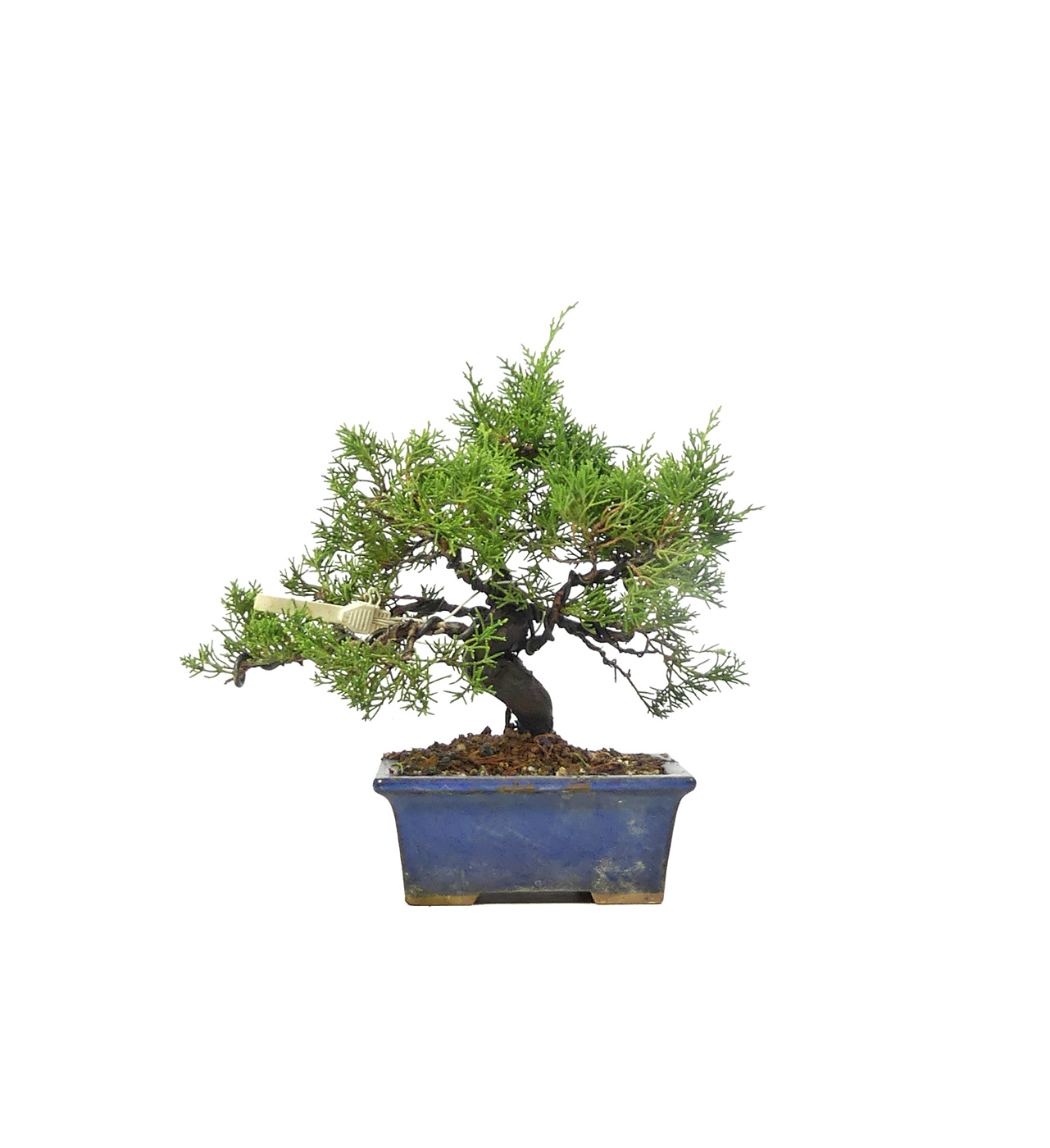 bonsai.fallbackImageTitle bonsai.fallbackImageTitle