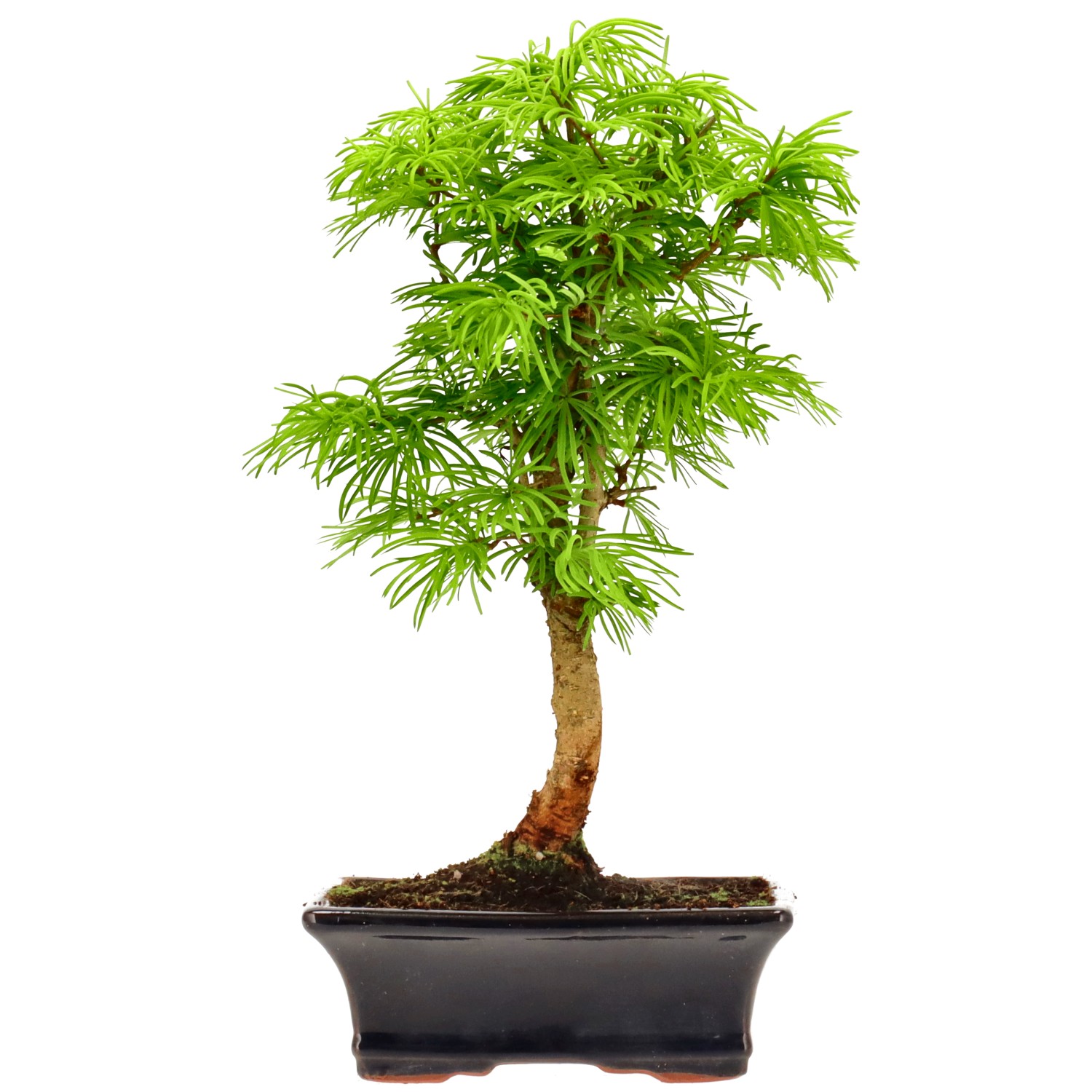 Falso alerce dorado, aprox. 10 años (33 cm)