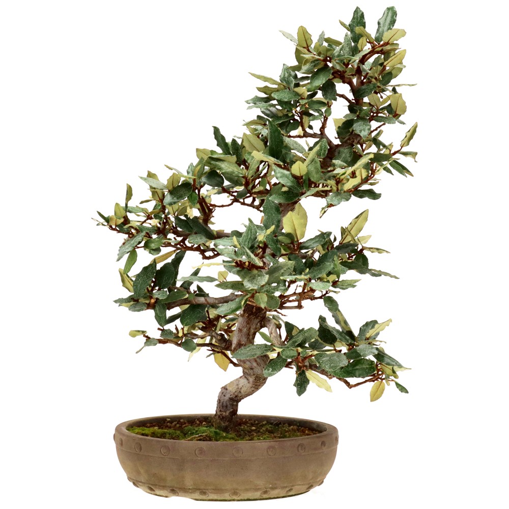 bonsai.fallbackImageTitle bonsai.fallbackImageTitle