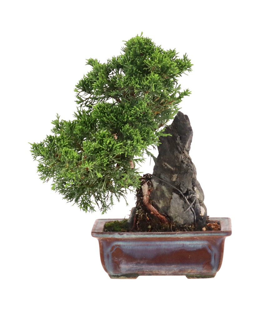 Genévrier de Chine, env. 12 ans (23 cm) Genévrier de Chine, env. 12 ans (23 cm)