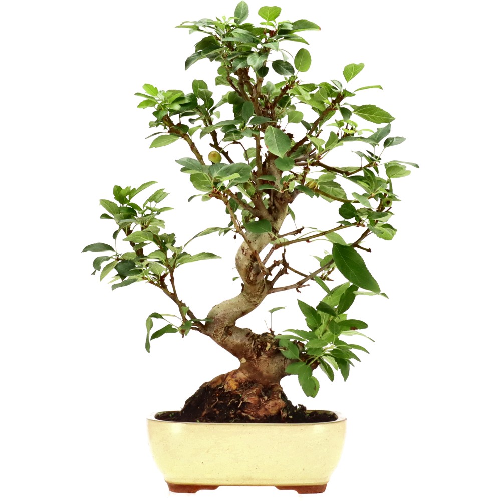 Zierapfel, ca. 18 J. (50 cm)