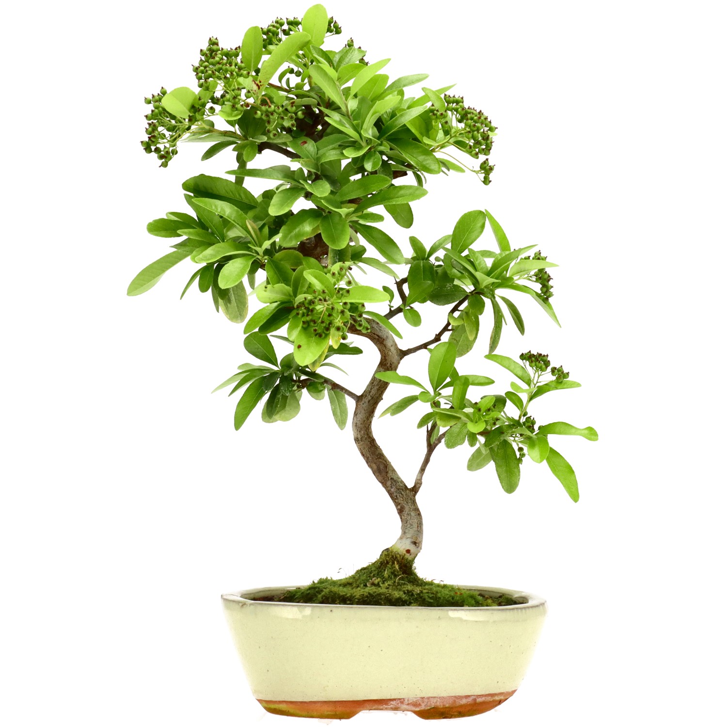 Pyracantha coccinea, env. 7 ans (34 cm)