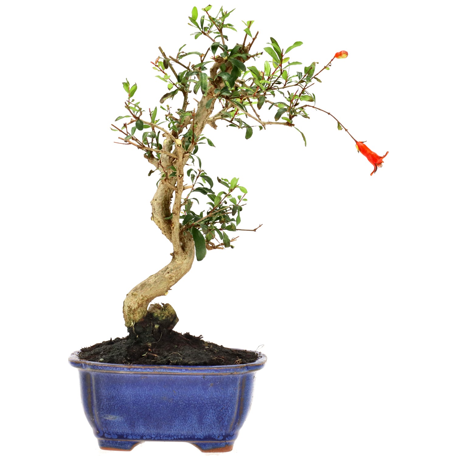 Granatapfel, ca. 9 J. (29 cm)