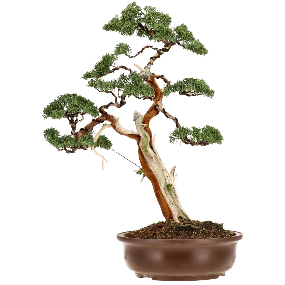 Chin. Wacholder, ca. 40 J. (57 cm)