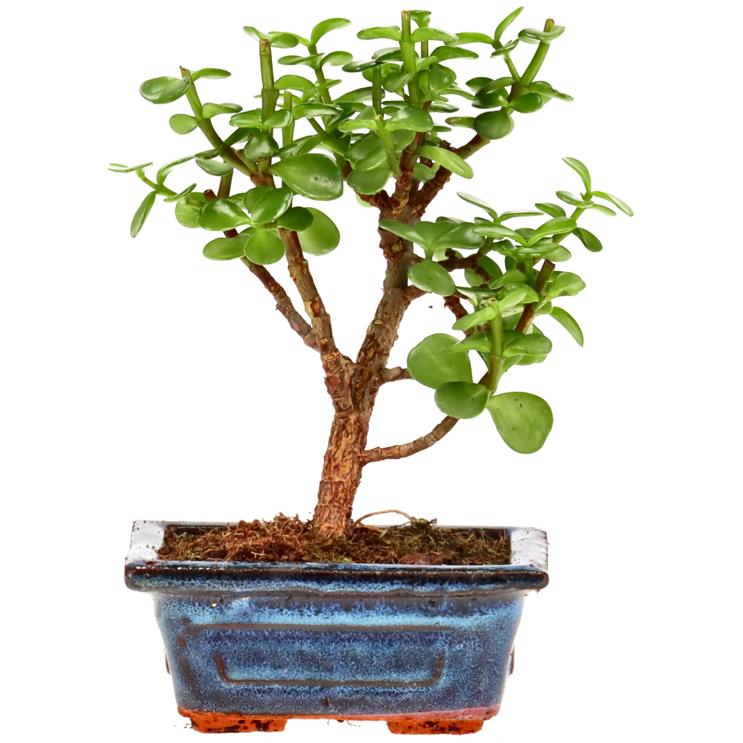 Árbol de la abundancia, aprox. 5 años (15 cm)