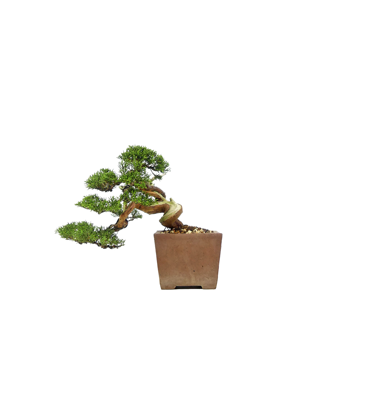 bonsai.fallbackImageTitle bonsai.fallbackImageTitle
