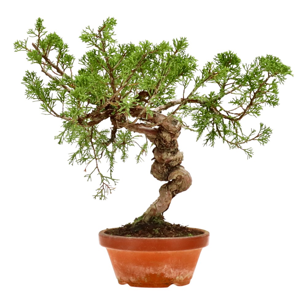 Chinese juniper, approx. 20 y. (28 cm)