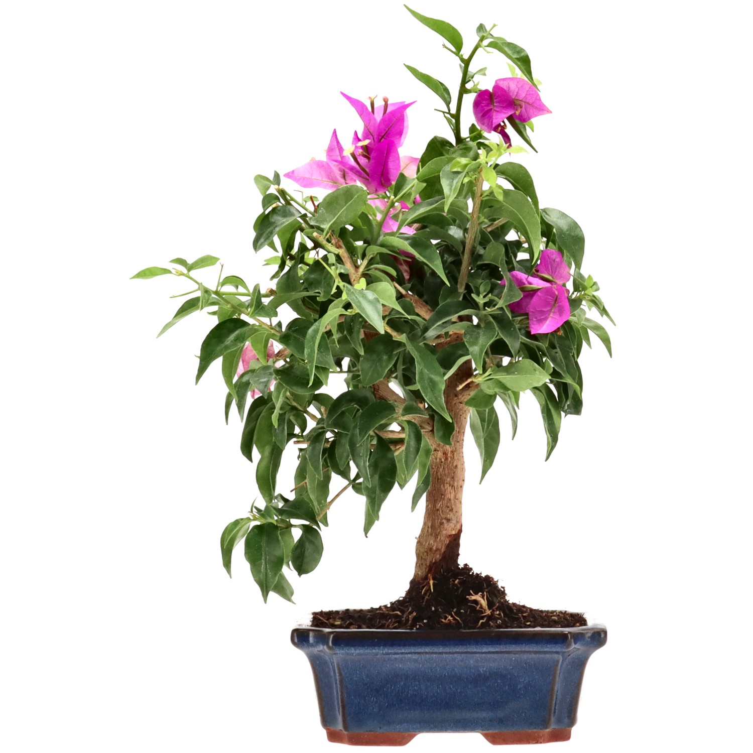 Bougainvillea (Drillingsblume), ca. 10 J. (38 cm)