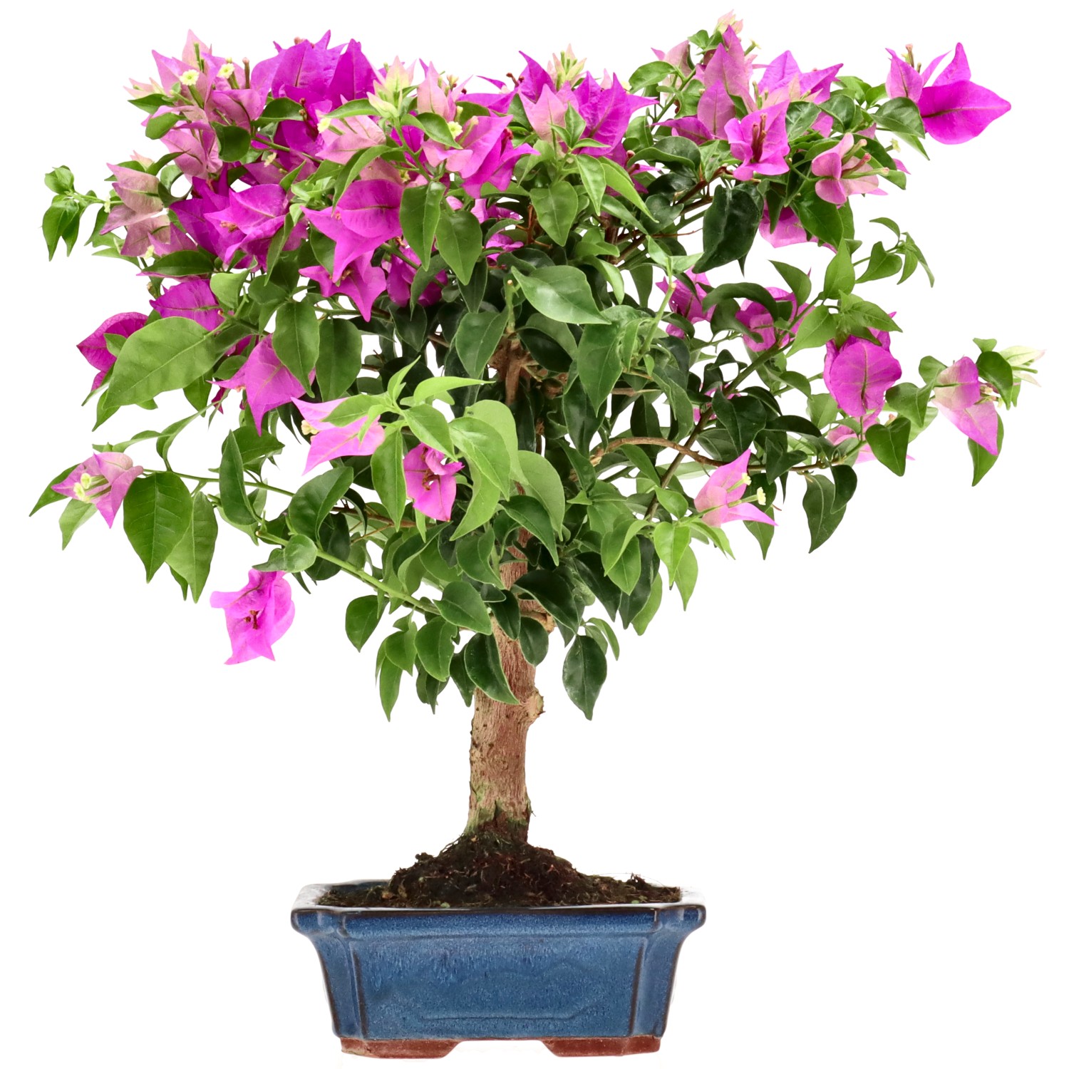 Bougainvillea (Drillingsblume), ca. 10 J. (35 cm)