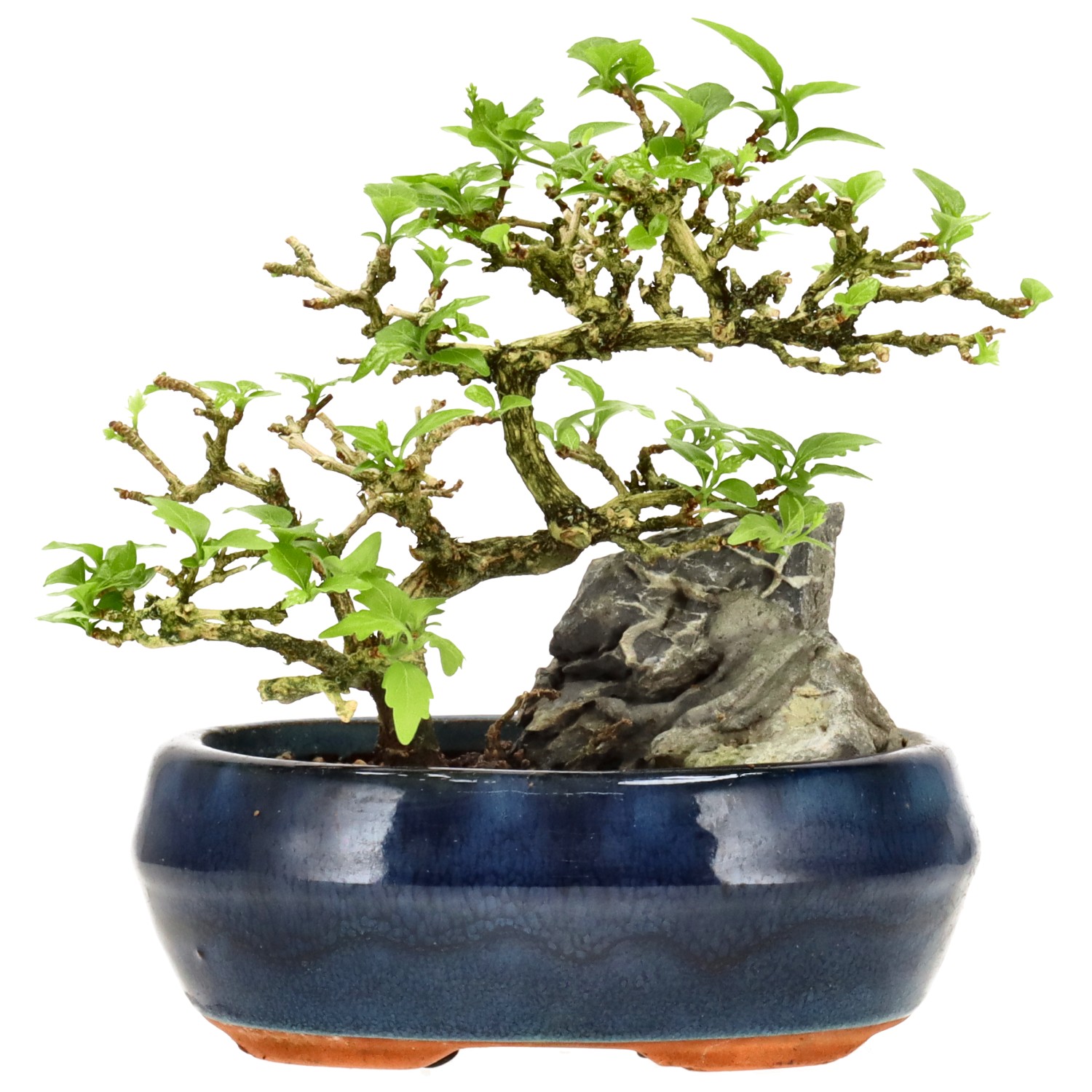 Premna japonica, ca. 10 anni (14 cm)