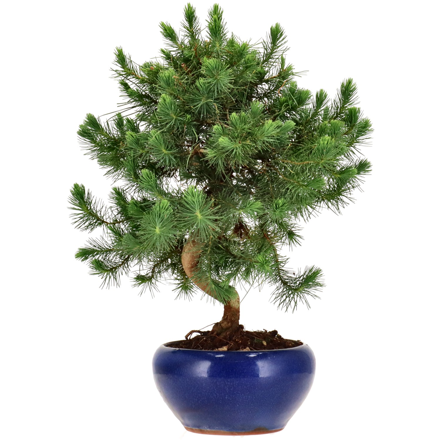 Pin d'Alep, env. 10 ans (32 cm)