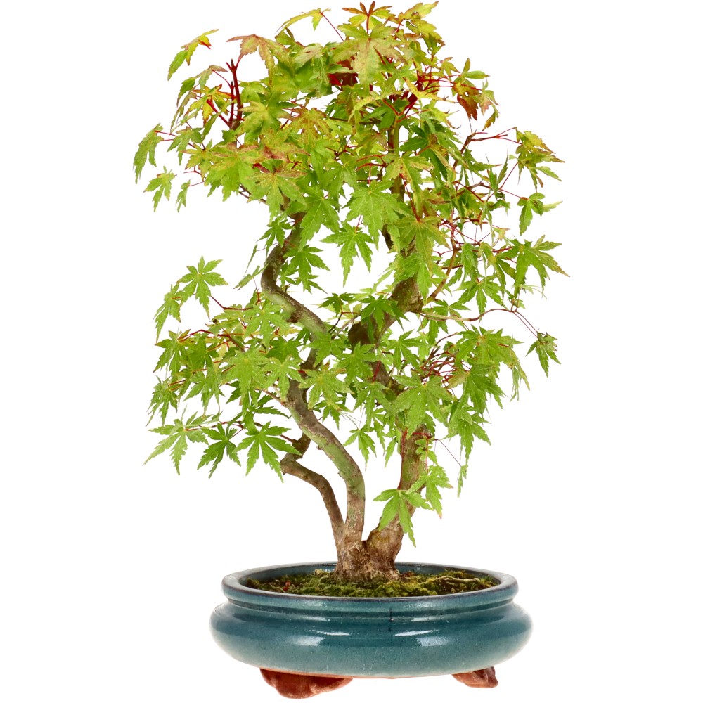 Jap. Maple, approx. 9 y. (31 cm)