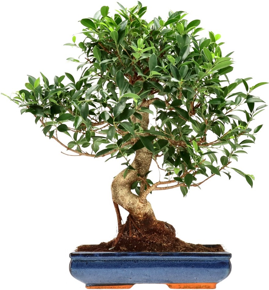 [Z025] Chin. Feigenbaum (Retusa), ca. 20 Jahre