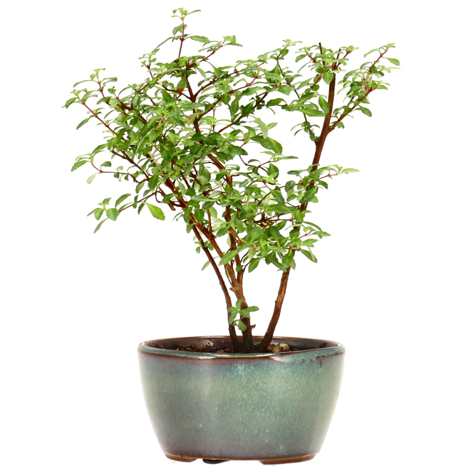 Fuchsie, ca. 1 J. (14 cm)