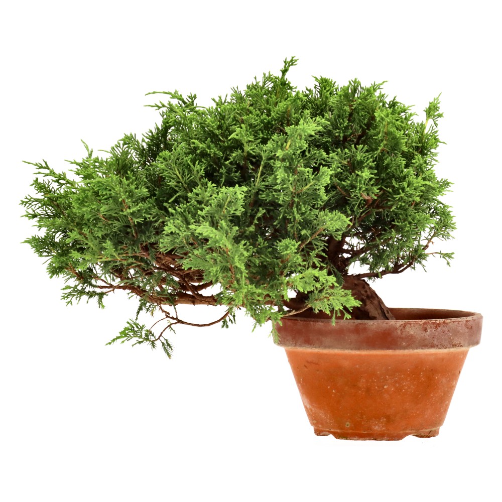 Genévrier de Chine, env. 20 ans (25 cm)