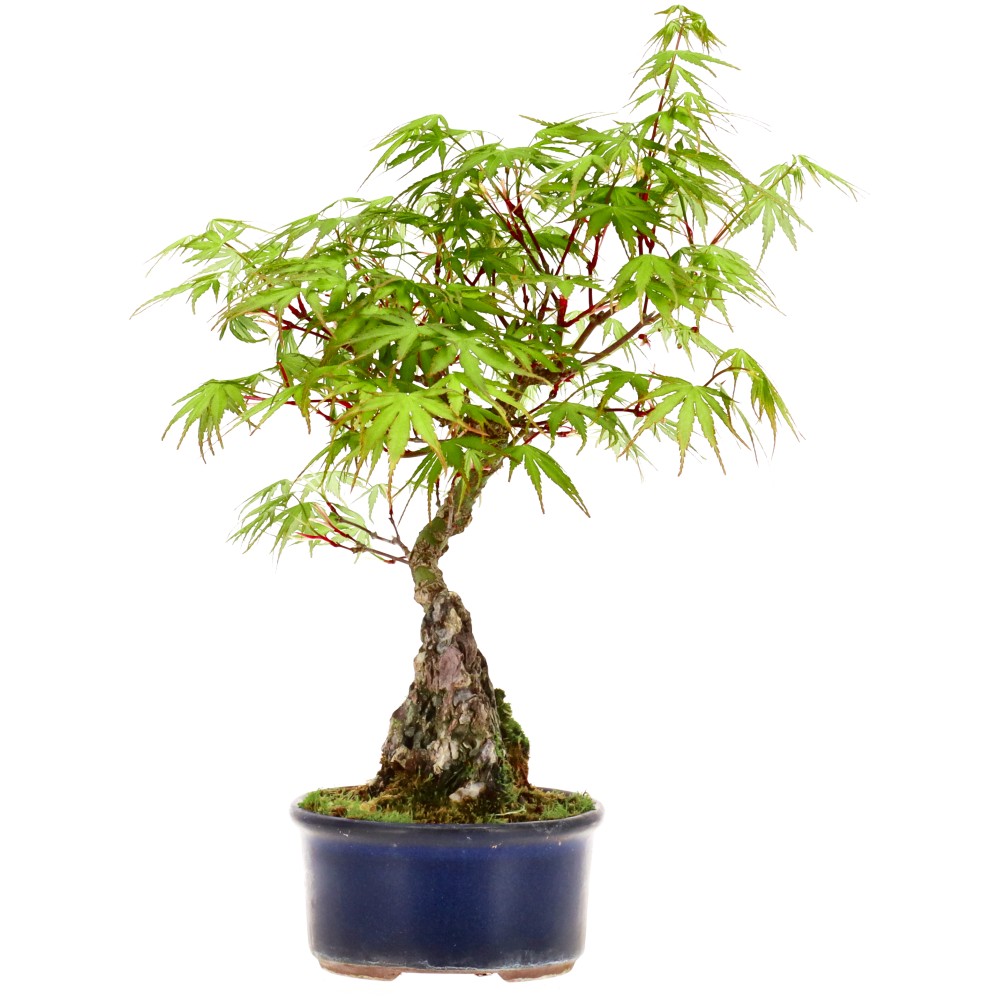 Érable palmé, env. 12 ans (28 cm)