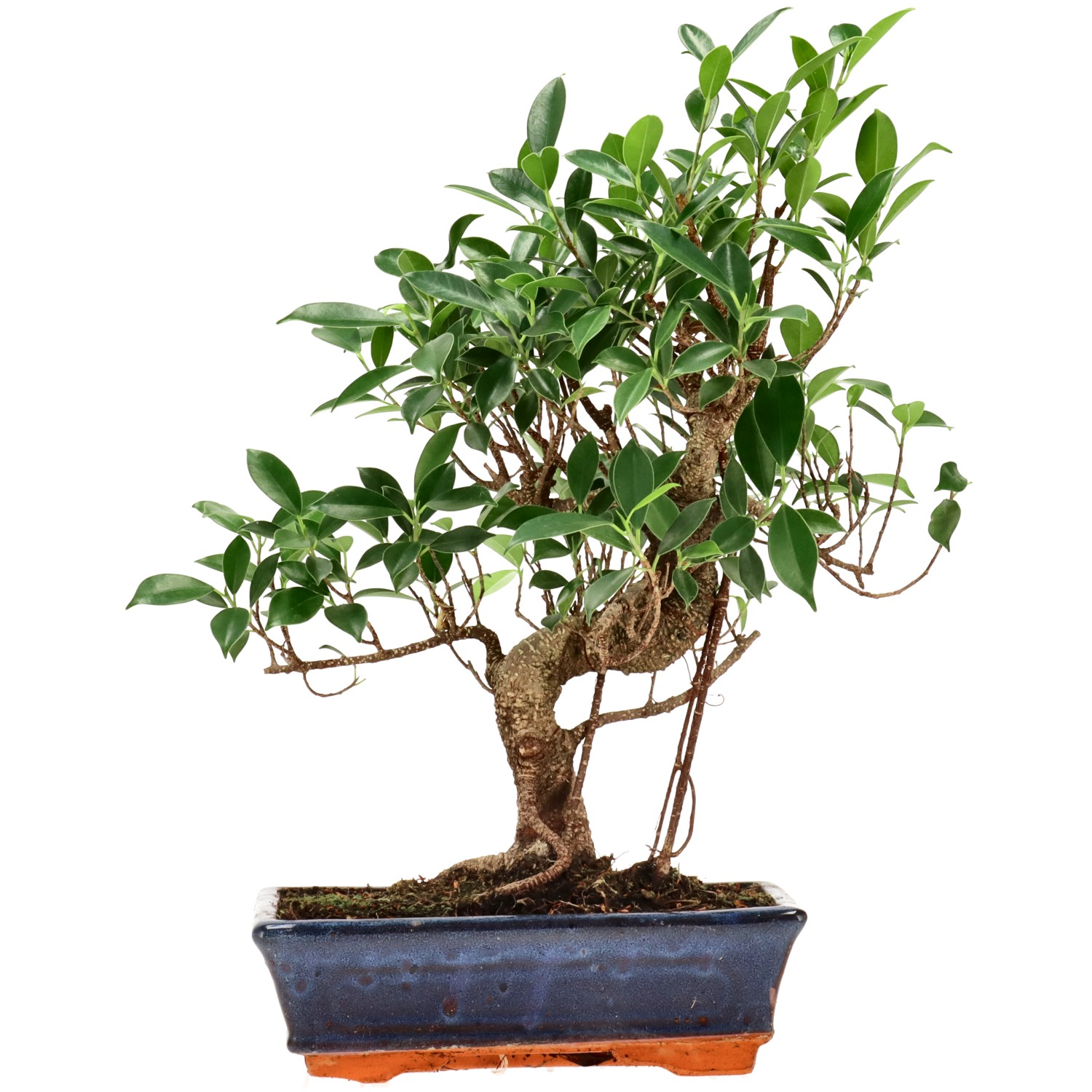 Chin. Feigenbaum (Retusa), ca. 14 J. (38 cm)