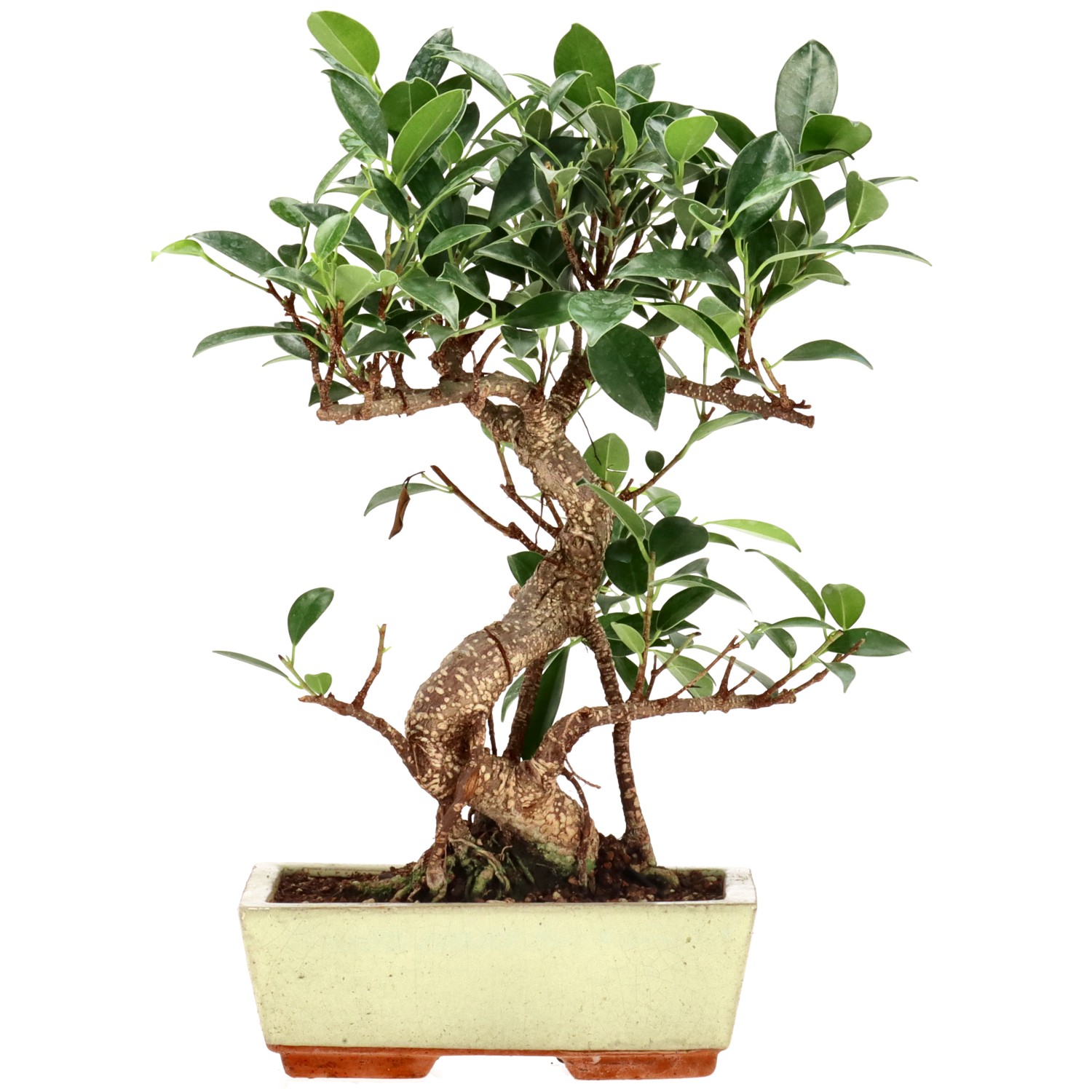 Ficus Retusa, aprox. 9 años (27 cm)