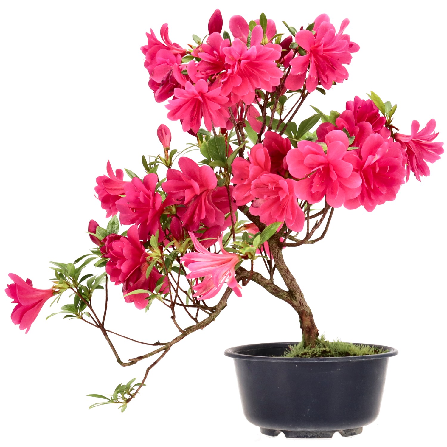 Azalée japonaise, env. 8 ans (27 cm)