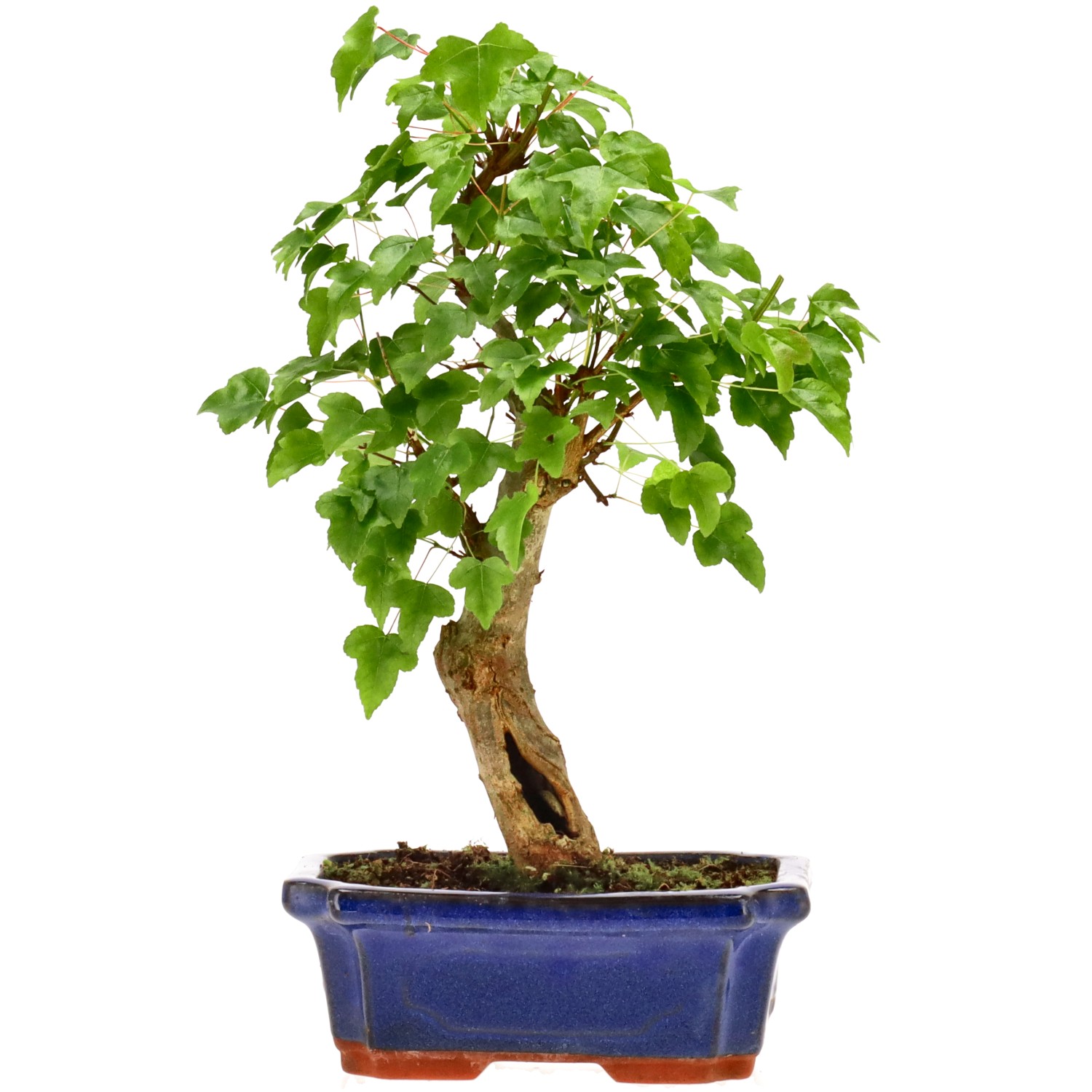 Érable trident, env. 7 ans (30 cm)