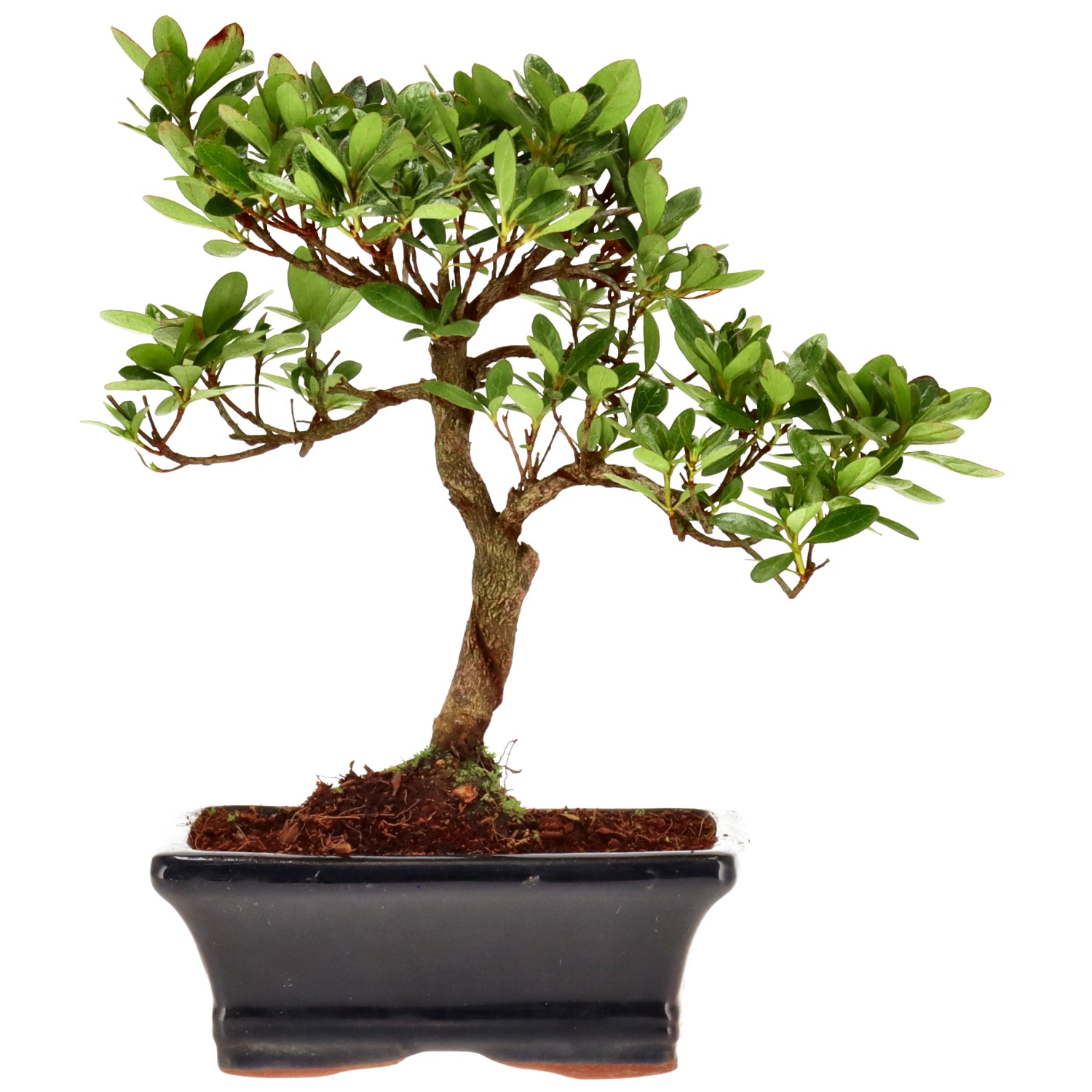 Azalée japonaise (Osakazuki), env. 8 ans (21 cm)