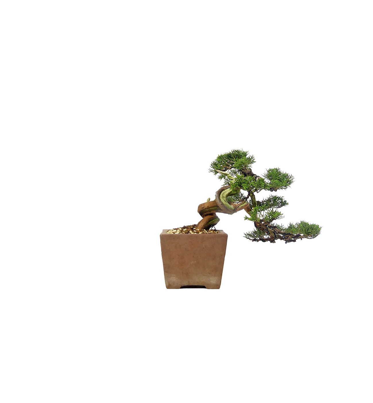 bonsai.fallbackImageTitle bonsai.fallbackImageTitle