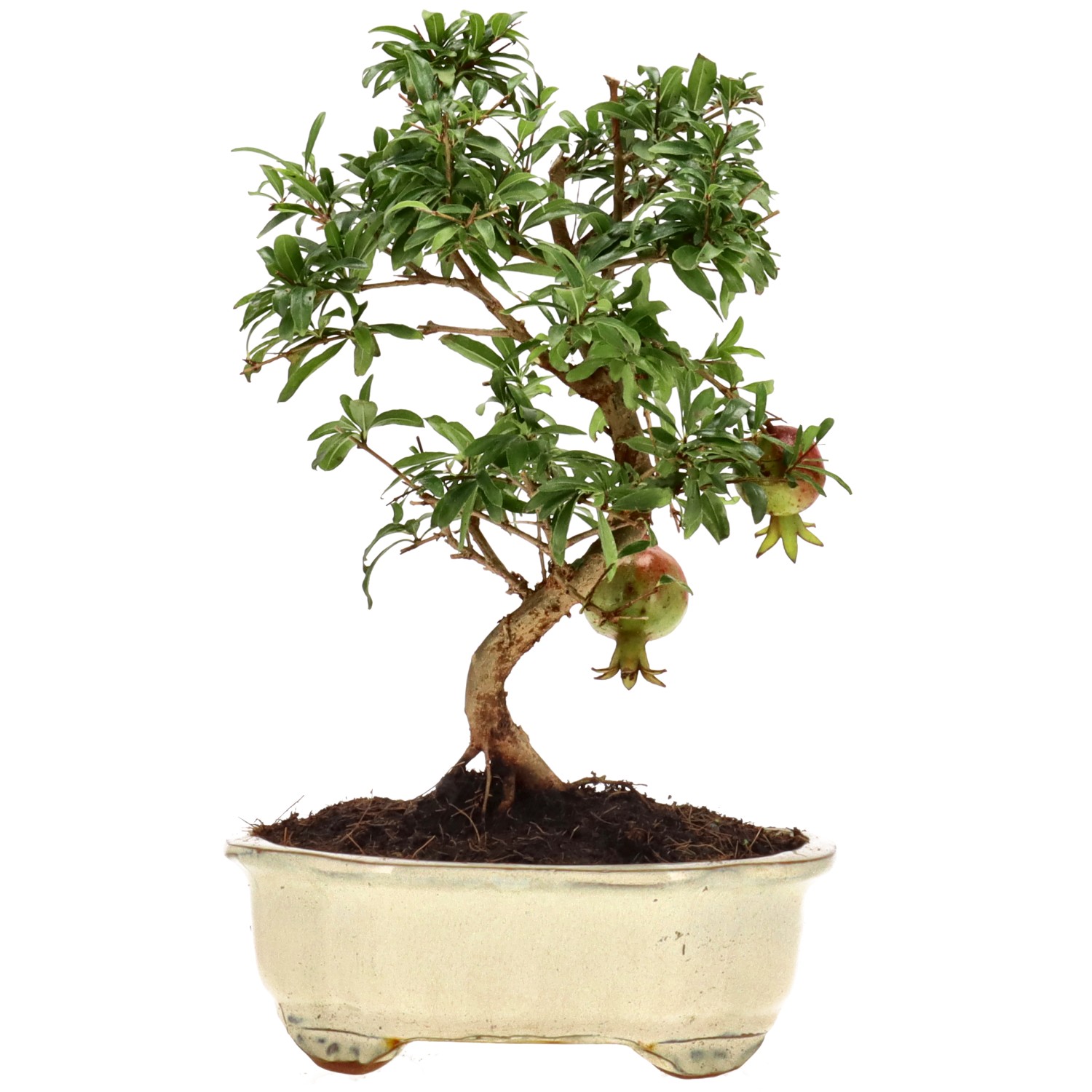 Grenadier commun, env. 8 ans (23 cm)