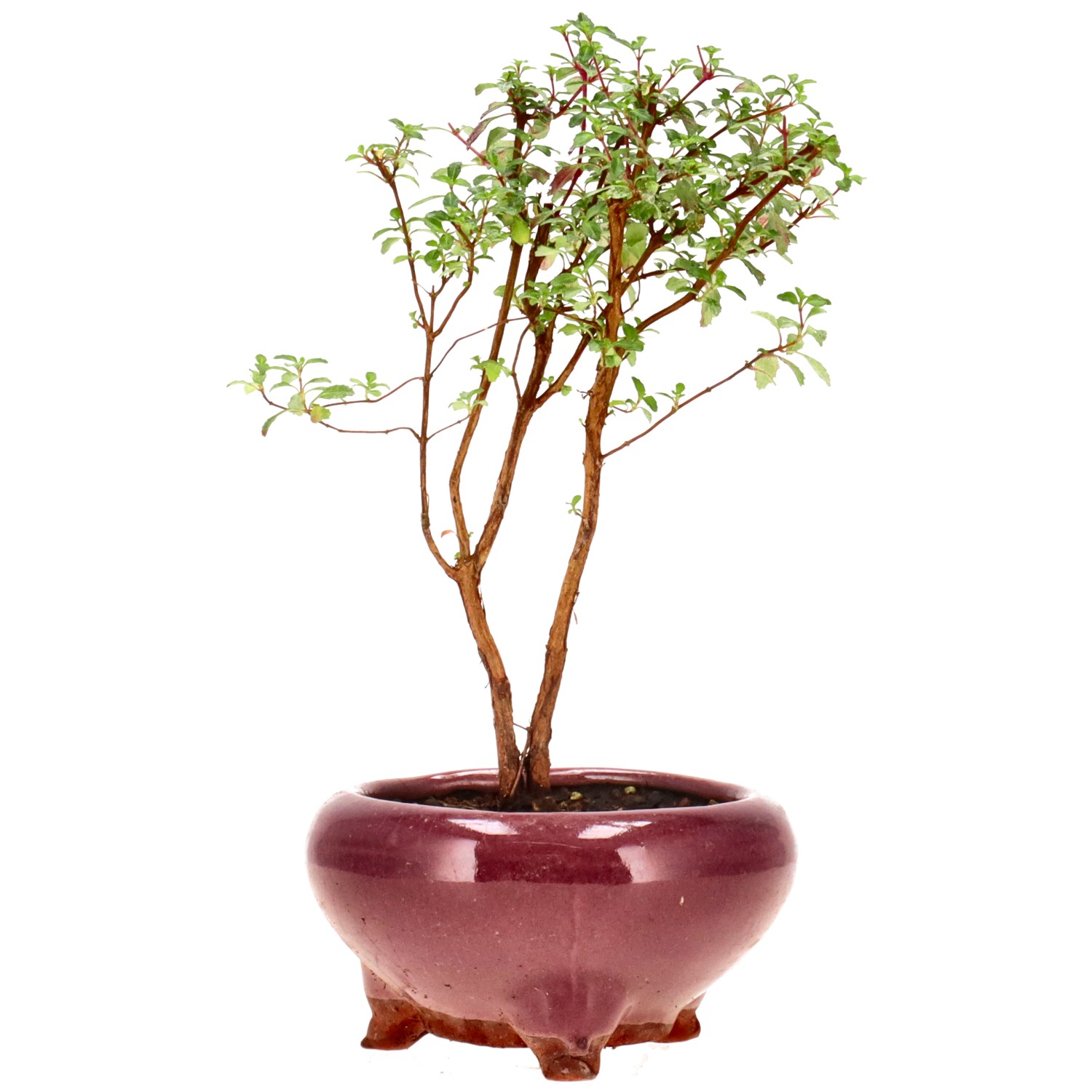Fuchsia hemsleyana, env. 1 ans (17 cm)
