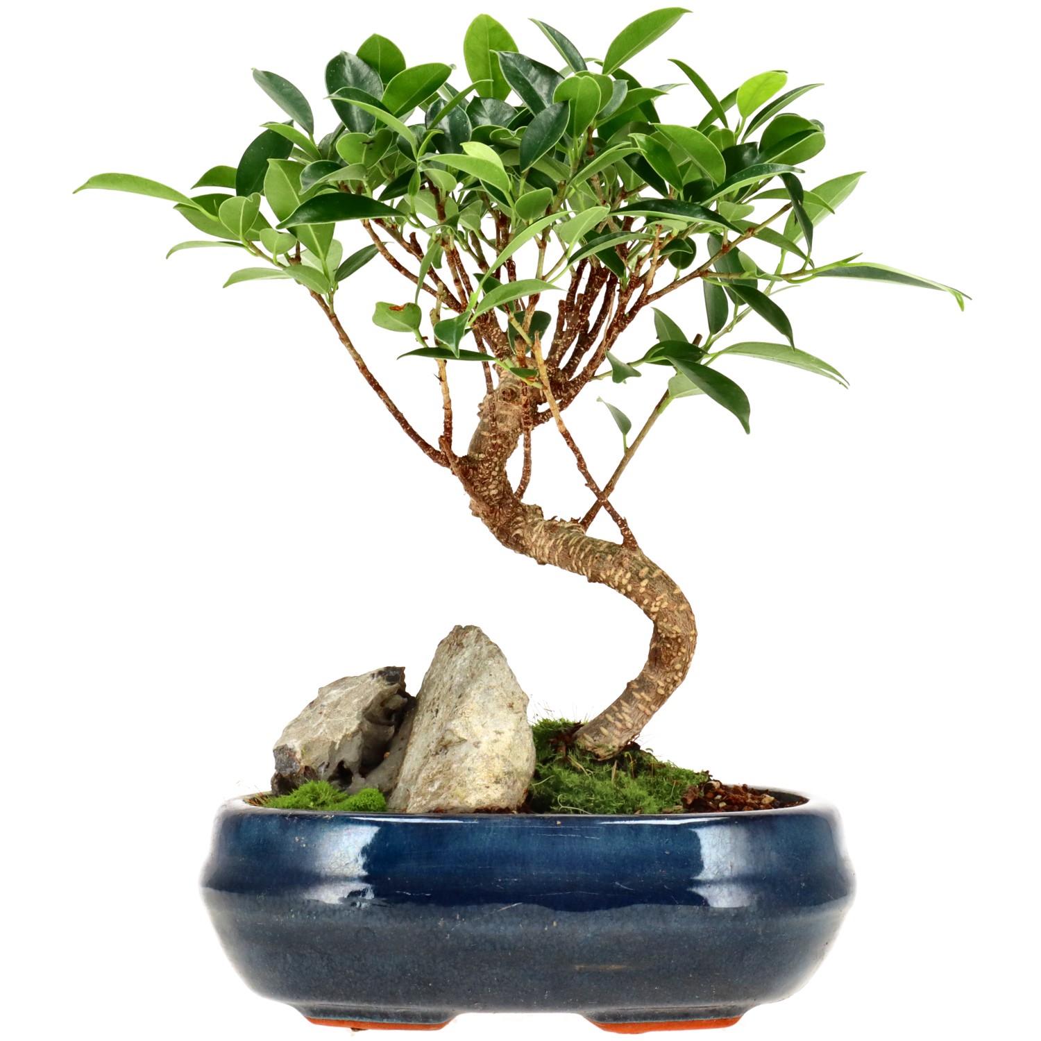 Chin. Feigenbaum (Retusa), ca. 8 J. (24 cm)