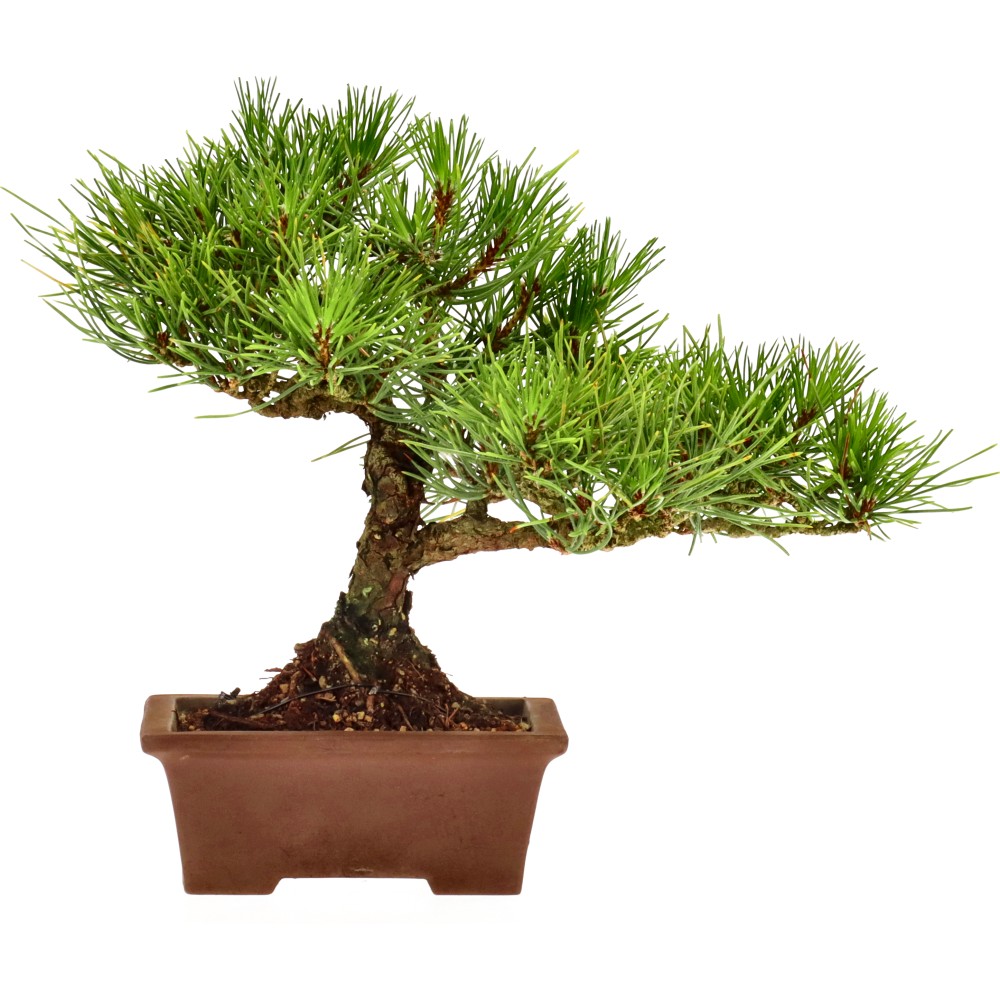 bonsai.fallbackImageTitle bonsai.fallbackImageTitle