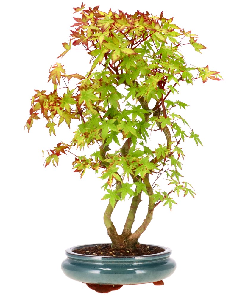 bonsai.fallbackImageTitle bonsai.fallbackImageTitle