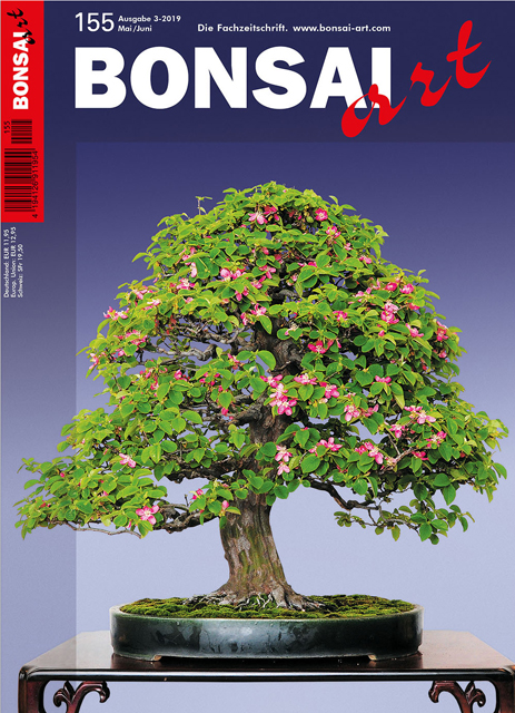 GALERIE
Bonsai-Eleganz im Frühjahr

HOLZQUITTE
Masahiko Kimura – Lernen vom Profi: Neigungssache – Die Neugestaltung einer Ajan-Fichte mit stark geneigtem Stamm

JAP. STERNJASMIN
• Jasmin mit Sternchen – Die enorm gestiegene Beliebtheit des Japanischen St