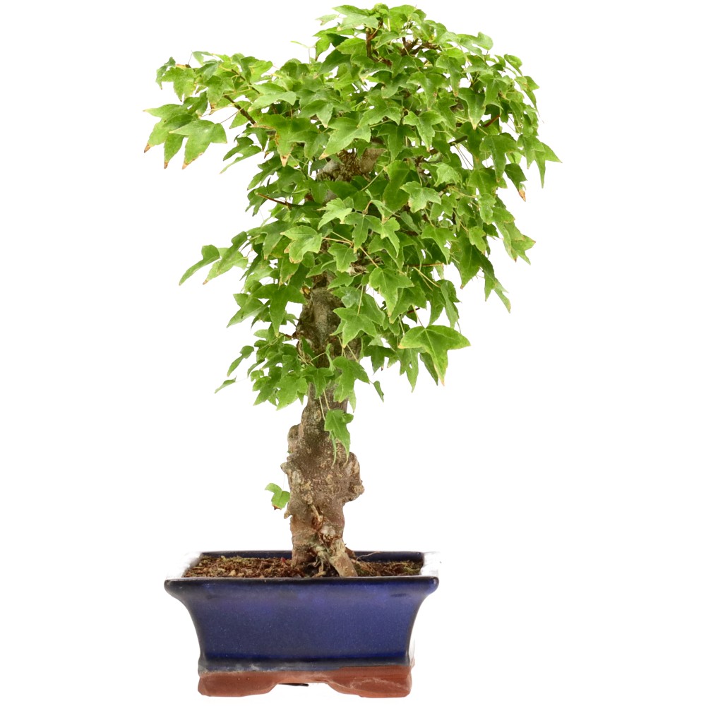 Érable trident, env. 18 ans (35 cm)
