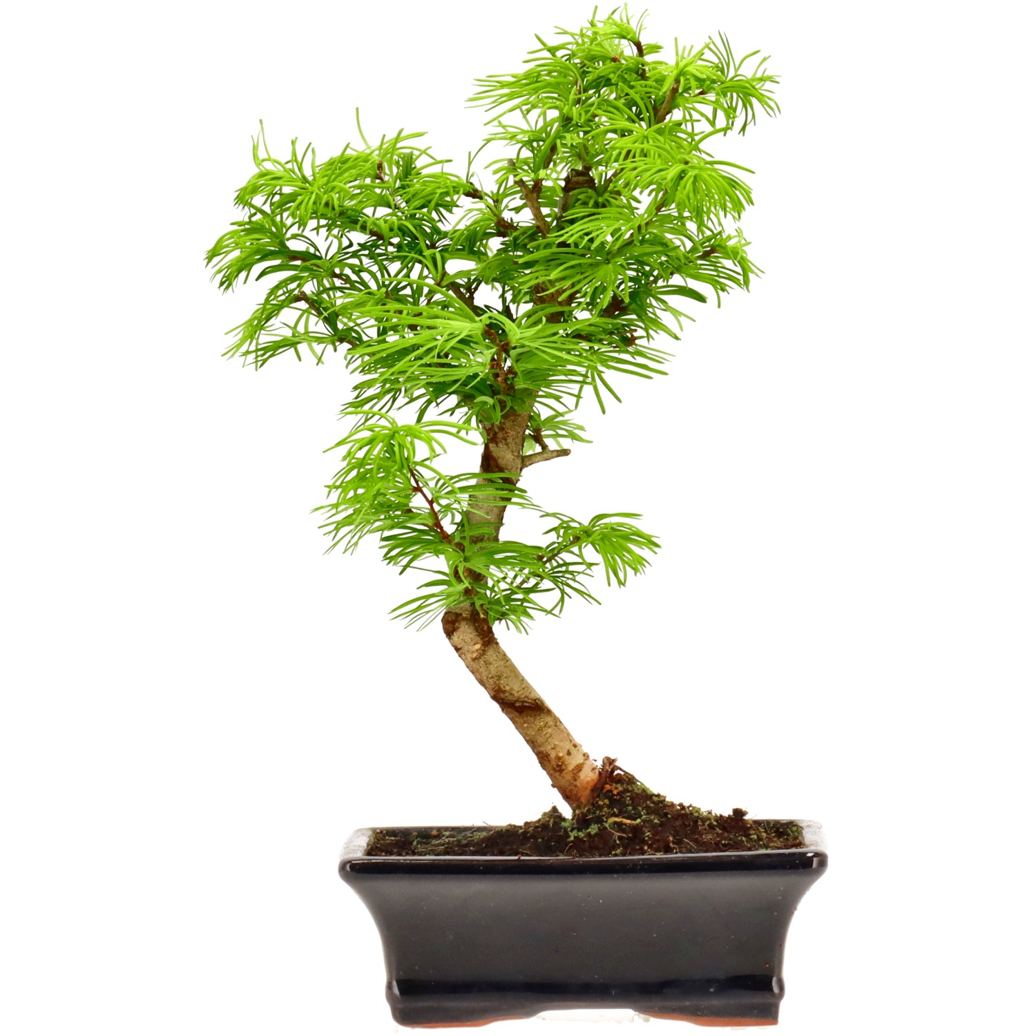 Goldlärche, ca. 10 J. (32 cm)