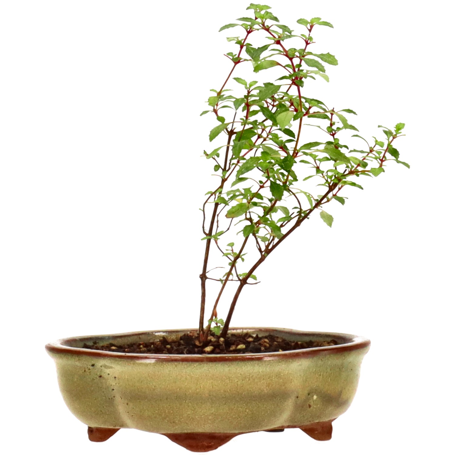 bonsai.fallbackImageTitle bonsai.fallbackImageTitle