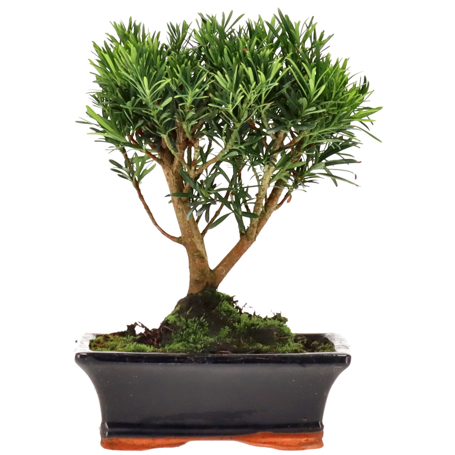 Pino cinese, ca. 10 anni (23 cm)
