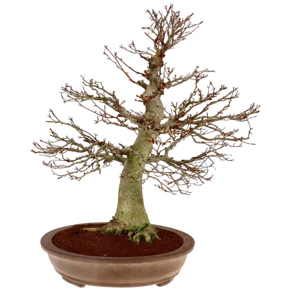 bonsai.fallbackImageTitle
