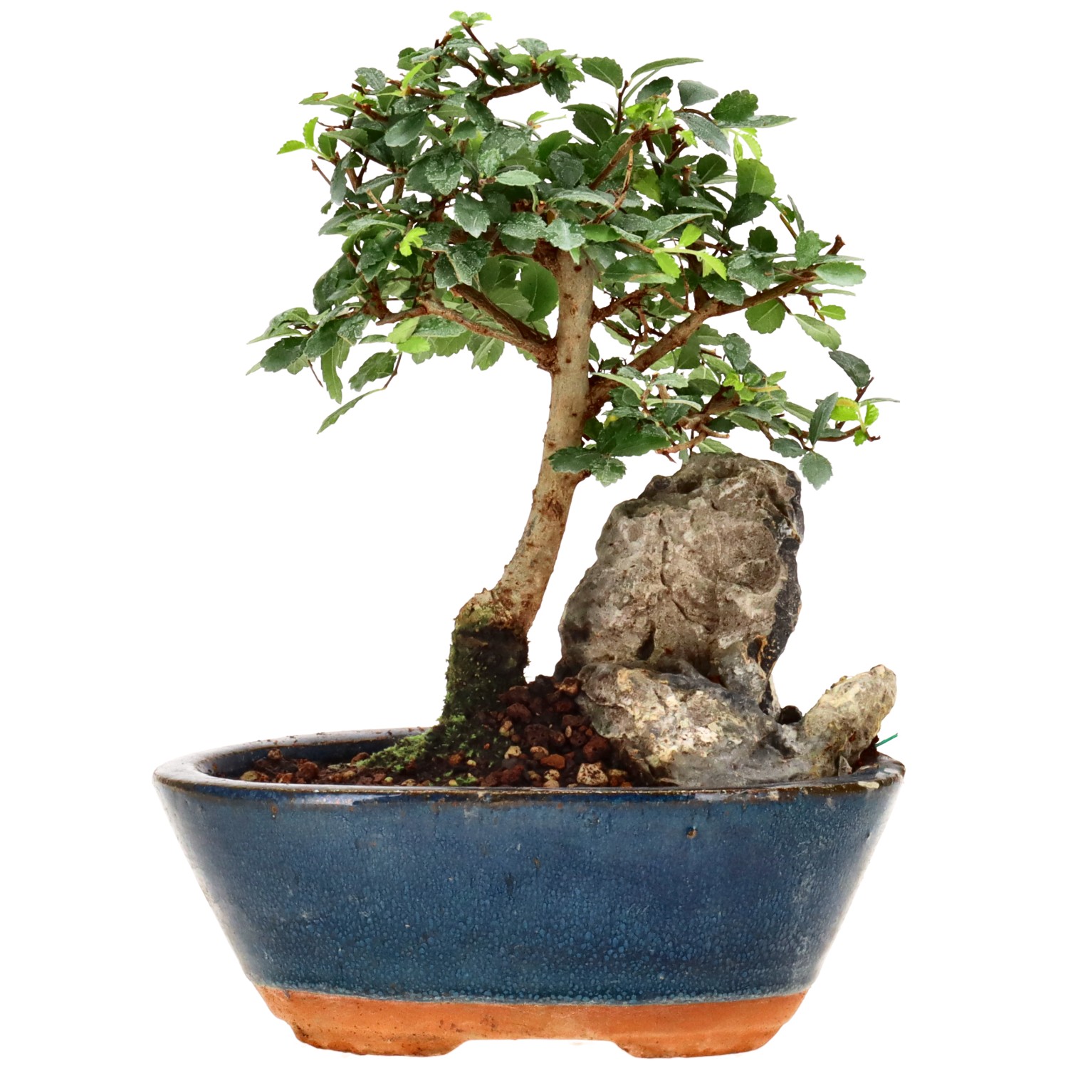 Olmo chino, aprox. 7 años (16 cm)