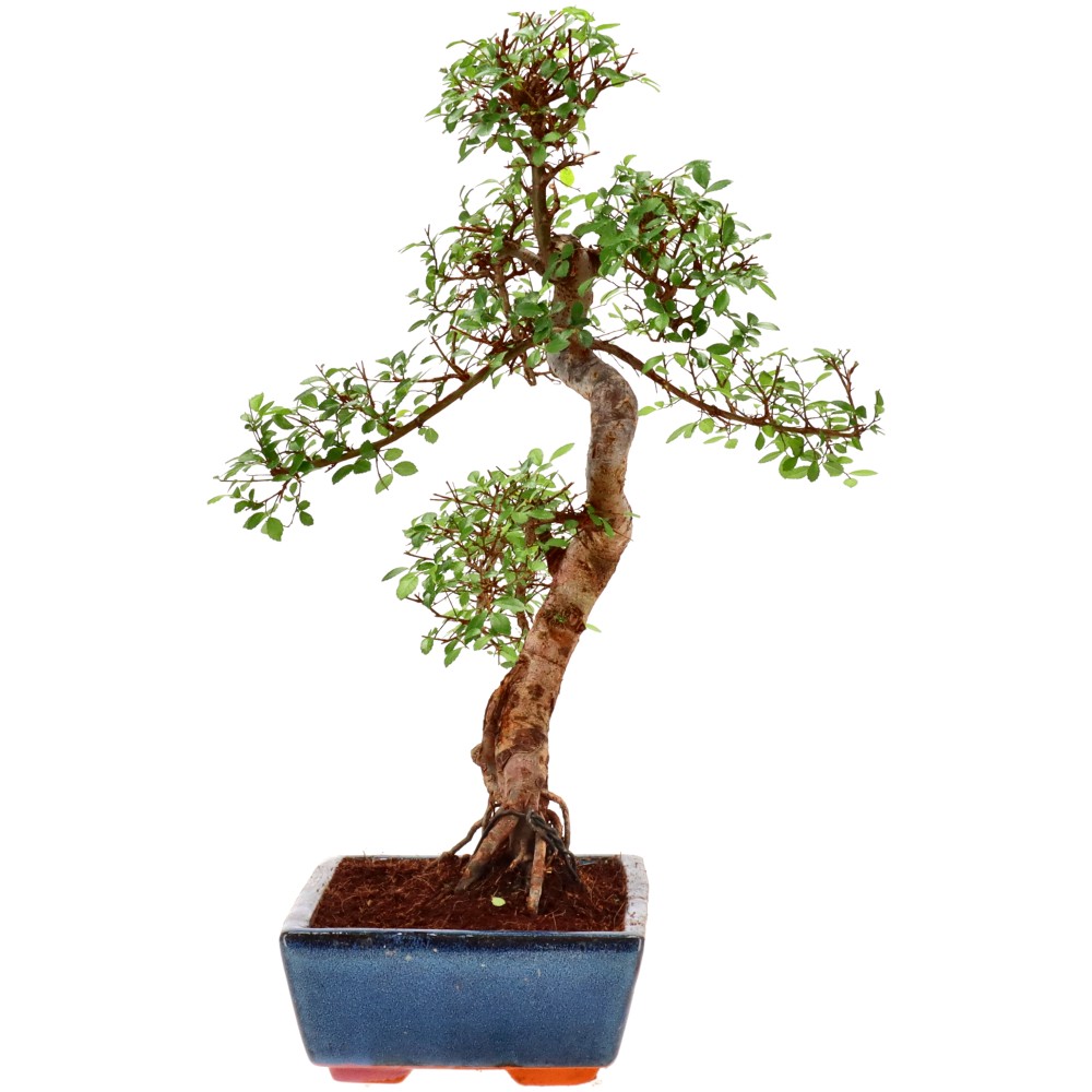 bonsai.fallbackImageTitle