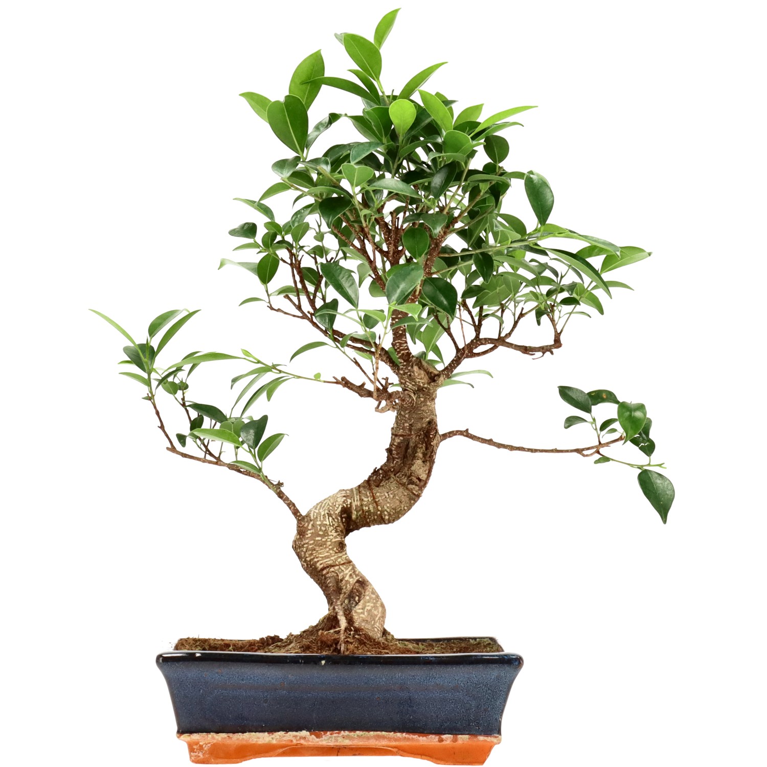 Chin. Feigenbaum (Retusa), ca. 12 J. (41 cm)