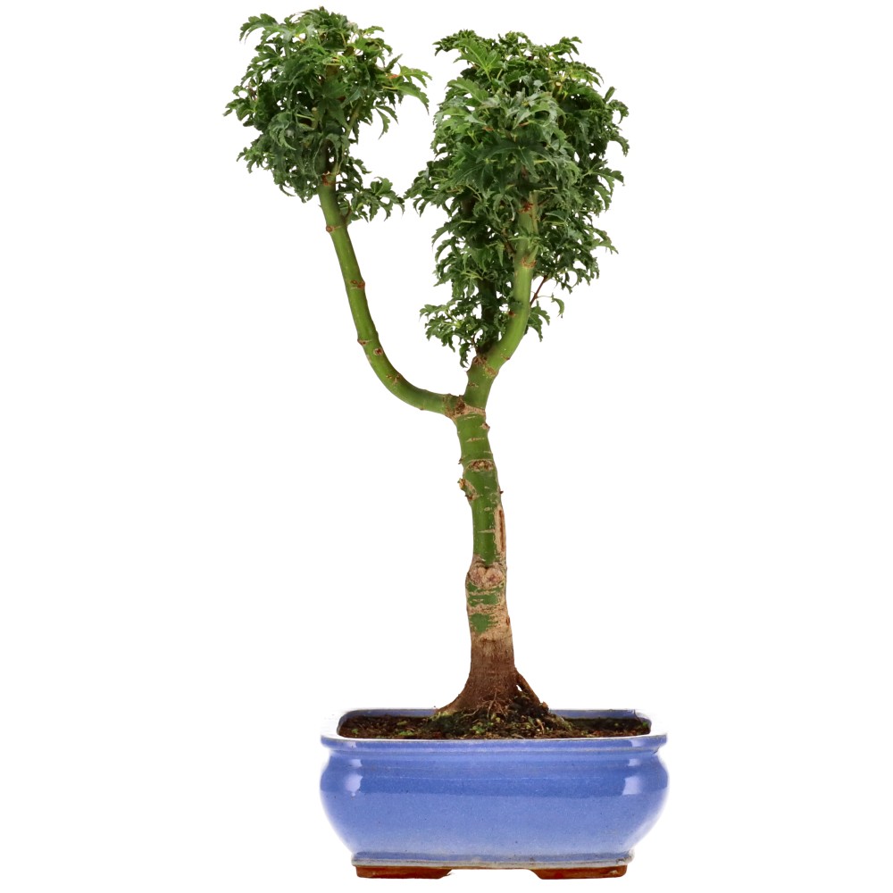 Acer palm. Shishigashira, aprox. 12 años (41 cm)