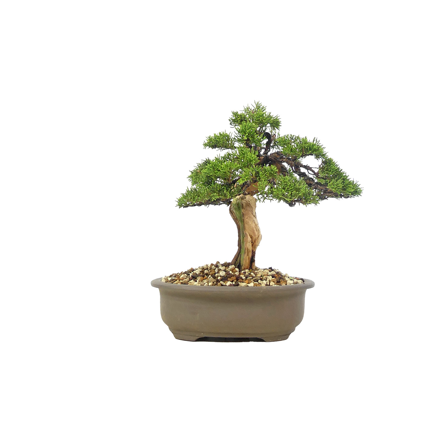 bonsai.fallbackImageTitle bonsai.fallbackImageTitle