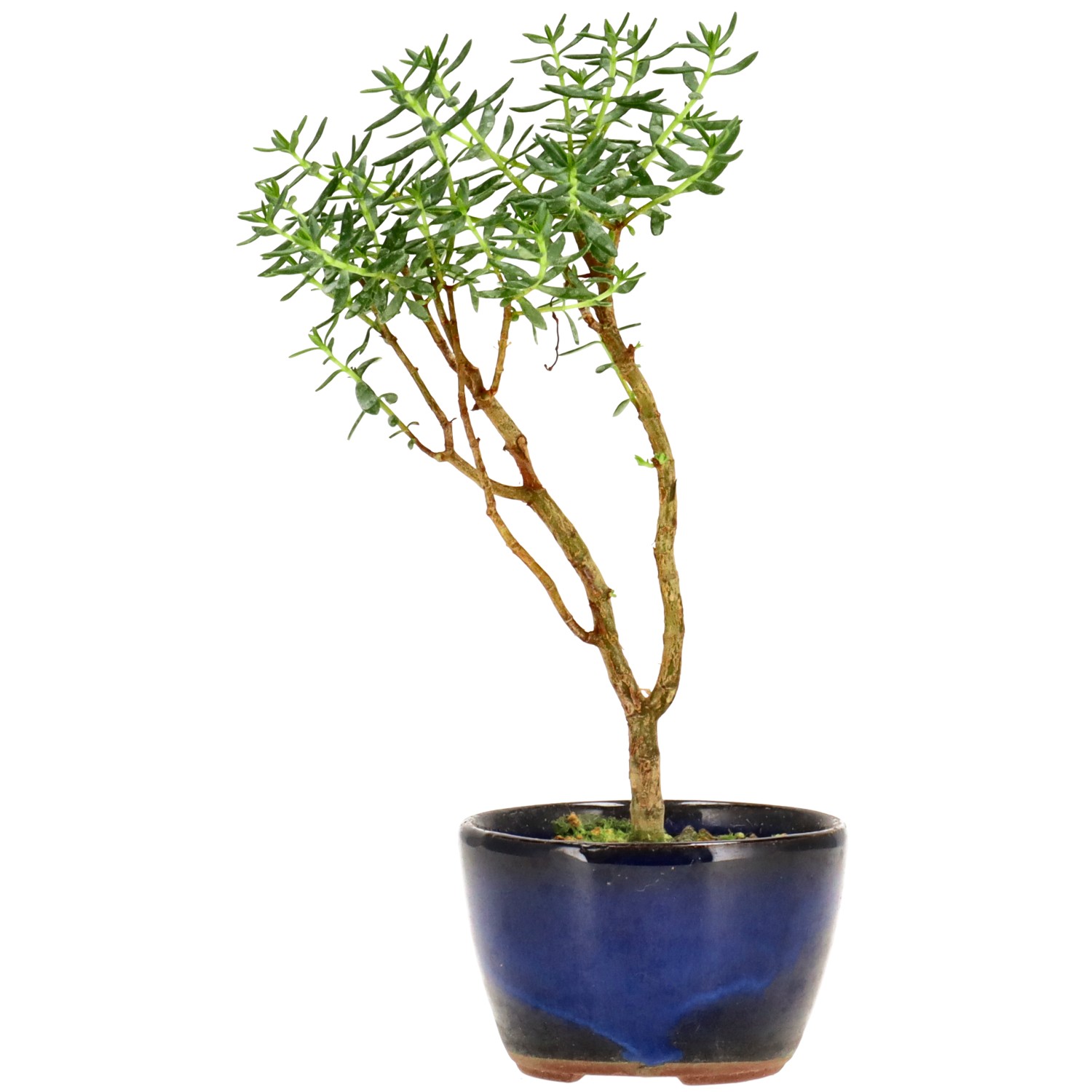 Albero di giada, ca. 2 anni (16 cm)